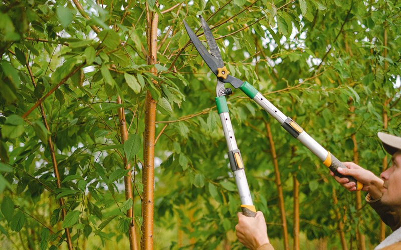 Tree trimming in Rathdrum, ID